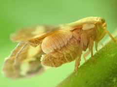 Epiricania hagoromo