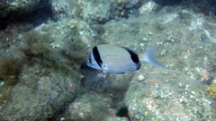Diplodus vulgaris