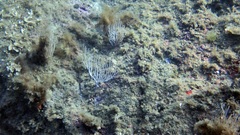 Eunicella singularis