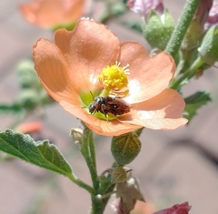 Macroteropsis