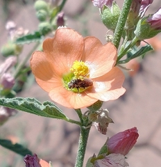 Macroteropsis