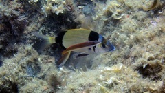 Diplodus vulgaris