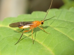 Braconinae