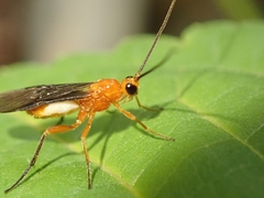Braconinae