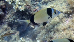 Diplodus vulgaris