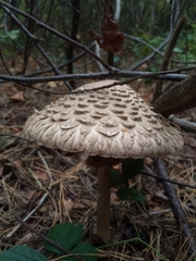 Chlorophyllum olivieri
