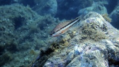 Serranus cabrilla