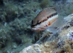 Serranus cabrilla