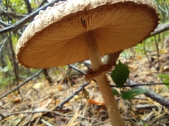 Chlorophyllum olivieri