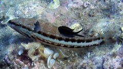 Serranus cabrilla