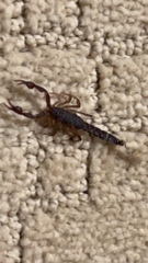 Vaejovis carolinianus