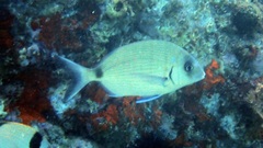 Diplodus sargus
