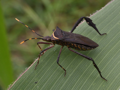 Leptoglossus gonagra