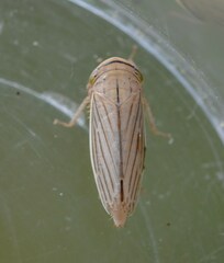 Athysanus argentarius