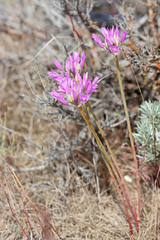 Allium acuminatum
