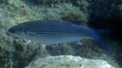 Chelon labrosus