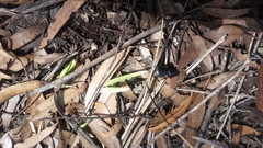 Scaraphites hirtipes