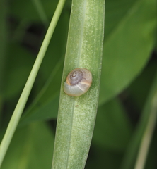 Bradybaena similaris