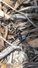 Scaraphites hirtipes