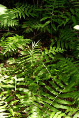 Woodwardia areolata