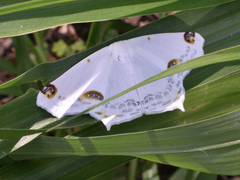 Sericoptera