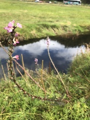 Pedicularis mexicana