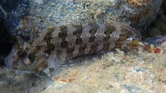 Parablennius gattorugine