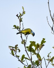 Chlorophonia elegantissima