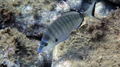 Diplodus puntazzo