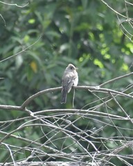 Contopus pertinax