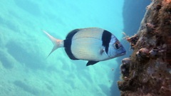 Diplodus vulgaris