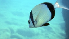 Diplodus vulgaris