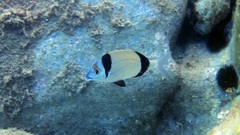 Diplodus vulgaris