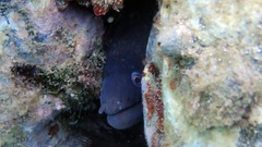 Muraena helena