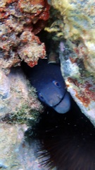 Muraena helena