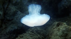 Scyphozoa