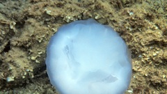 Scyphozoa