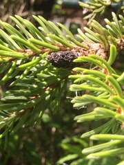 Cucurbitaria piceae image