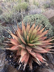 Aloe broomii