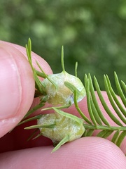 Taxodiomyia cupressiananassa