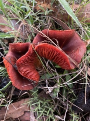 Cortinarius persplendidus