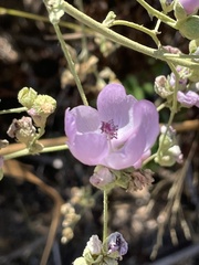 Malacothamnus fasciculatus