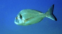 Sparus auratus