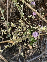 Malacothamnus fasciculatus