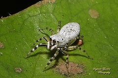 Cosmophasis lami
