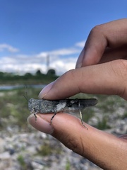 Eusphingonotus japonicus