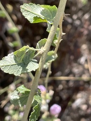 Malacothamnus fasciculatus