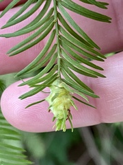 Taxodiomyia cupressiananassa