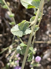 Malacothamnus fasciculatus