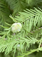 Taxodiomyia cupressiananassa